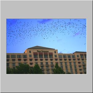 73bats1.jpg